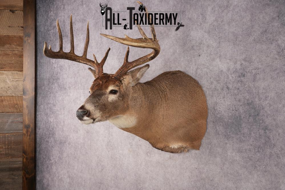 Whitetail Deer SKU 3215 - Image 8