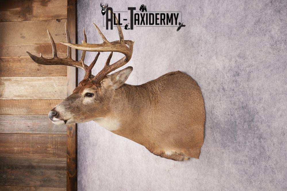 Whitetail Deer SKU 3215 - Image 7