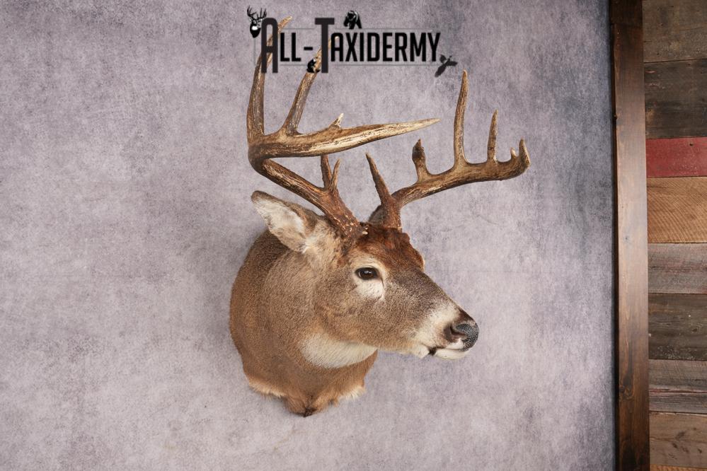 Whitetail Deer SKU 3215 - Image 6