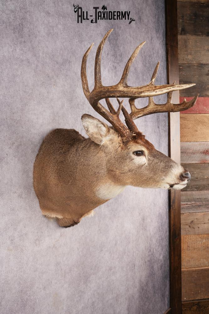 Whitetail Deer SKU 3215 - Image 5
