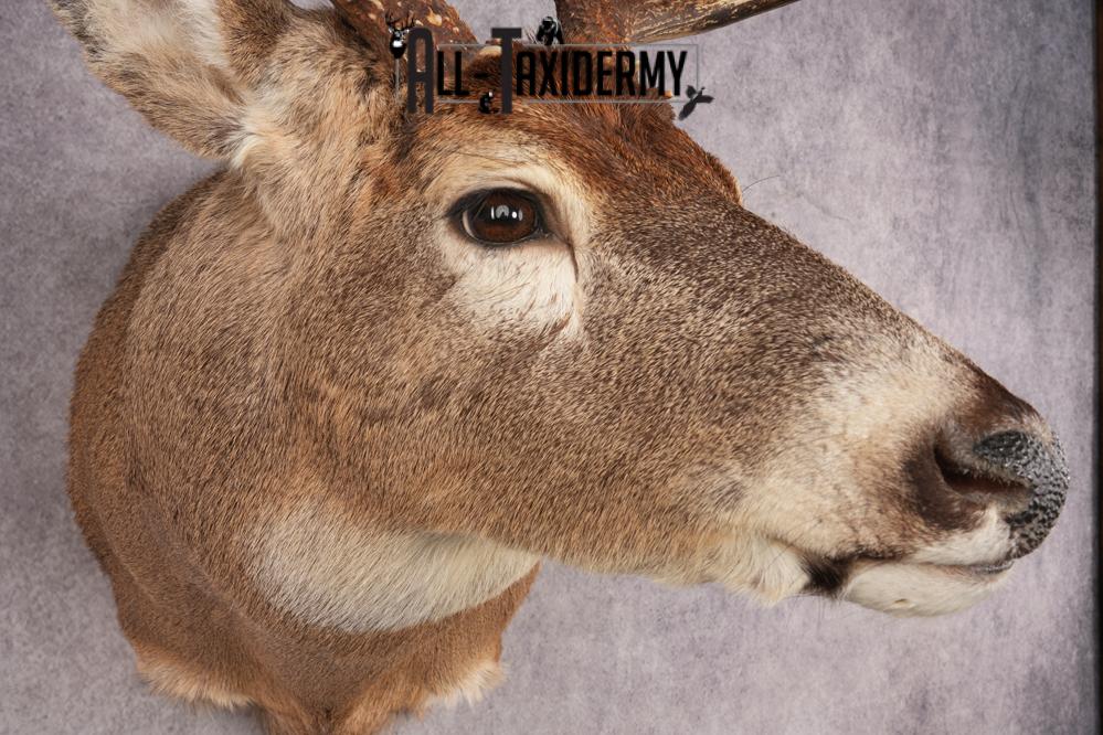Whitetail Deer SKU 3215 - Image 4