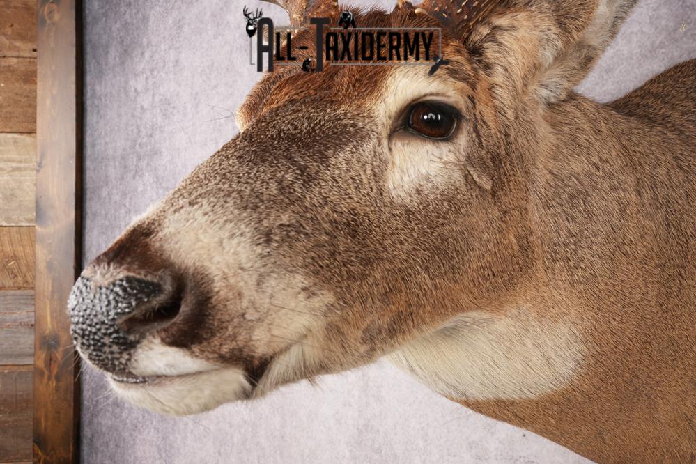 Whitetail Deer SKU 3215 - Image 3