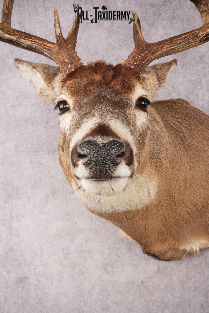 Whitetail Deer SKU 3215 - Image 2