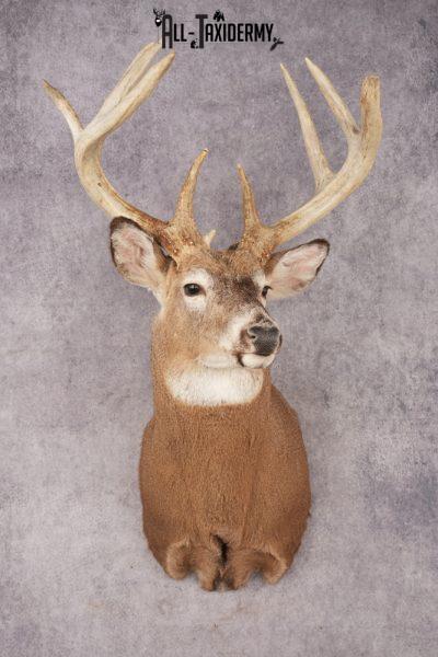 Whitetail Deer SKU 3217