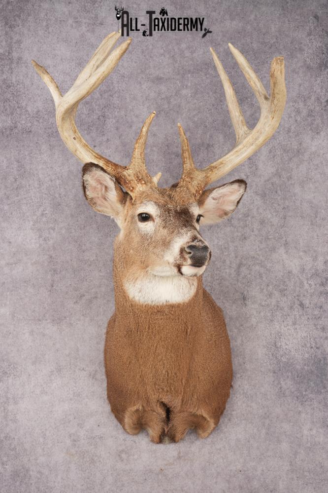 Whitetail Deer SKU 3217
