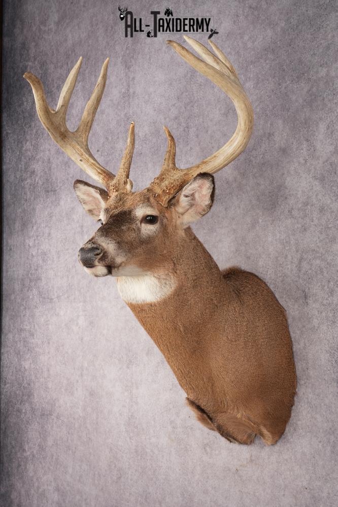 Whitetail Deer SKU 3217 - Image 9