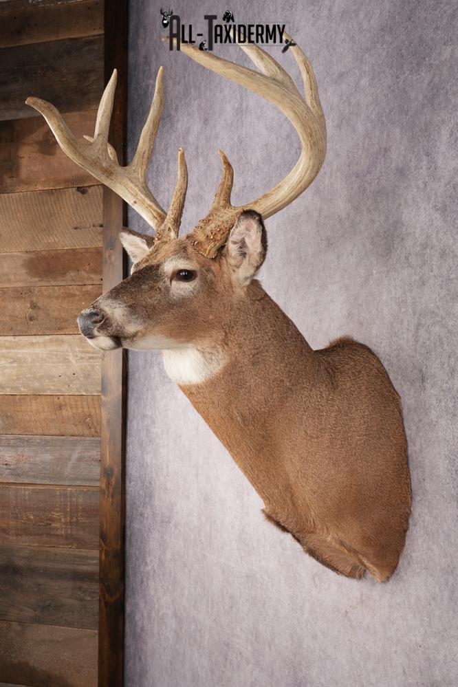 Whitetail Deer SKU 3217 - Image 8