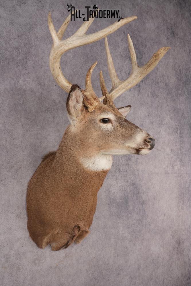 Whitetail Deer SKU 3217 - Image 7