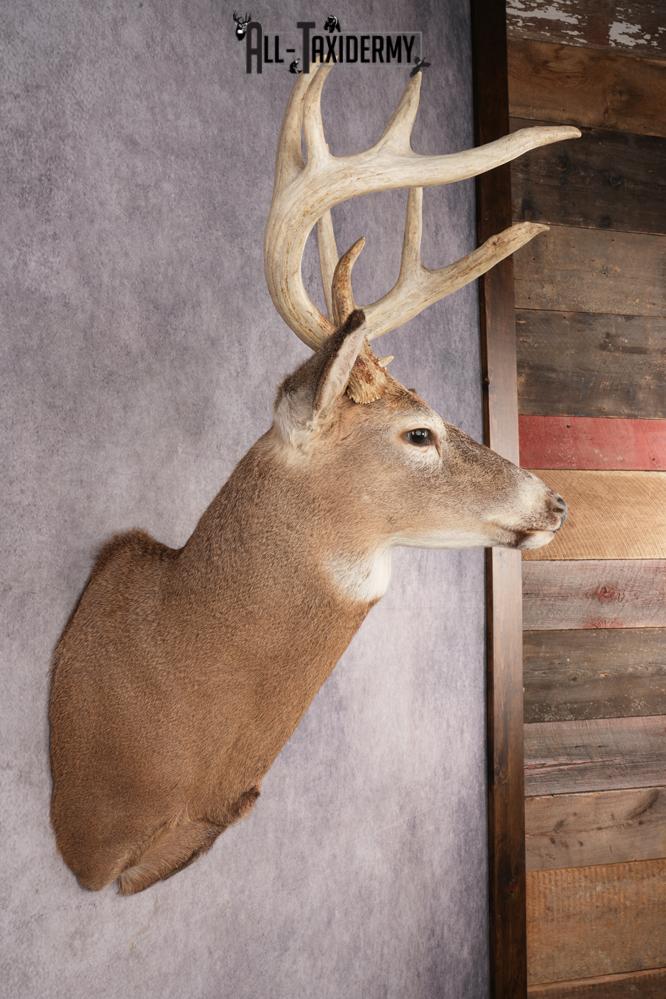 Whitetail Deer SKU 3217 - Image 6