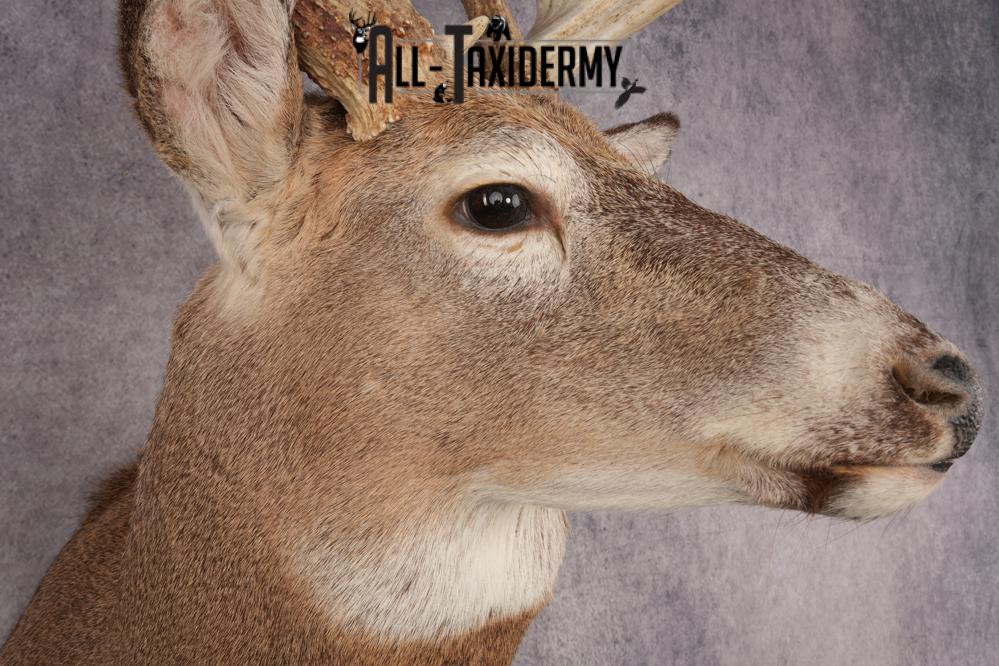 Whitetail Deer SKU 3217 - Image 5