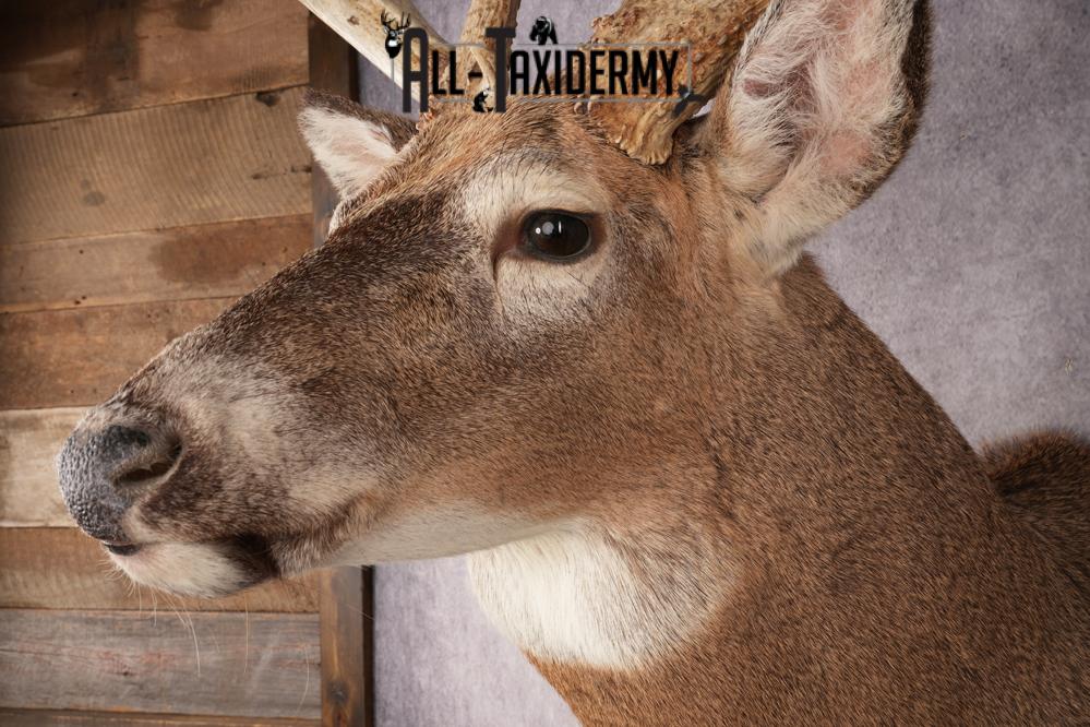 Whitetail Deer SKU 3217 - Image 4