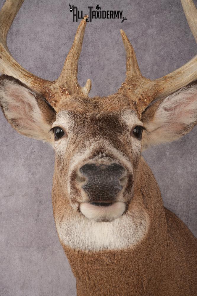 Whitetail Deer SKU 3217 - Image 3