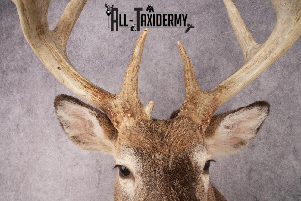 Whitetail Deer SKU 3217 - Image 2