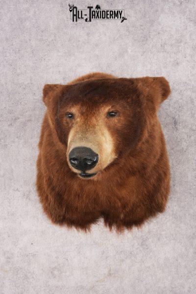 Cinnamon Black Bear SKU 3201