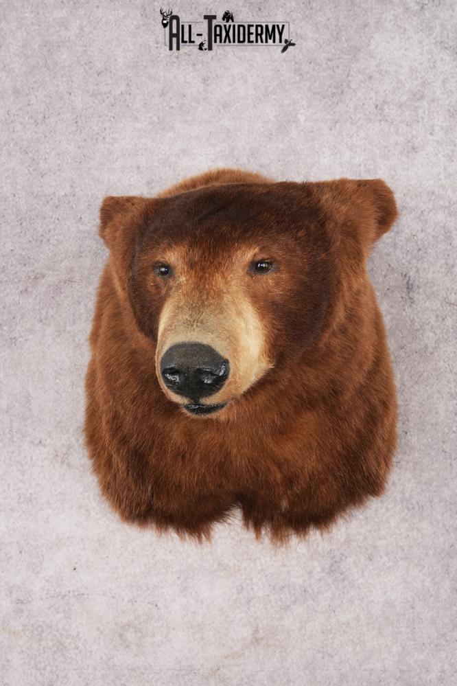 Cinnamon Black Bear SKU 3201