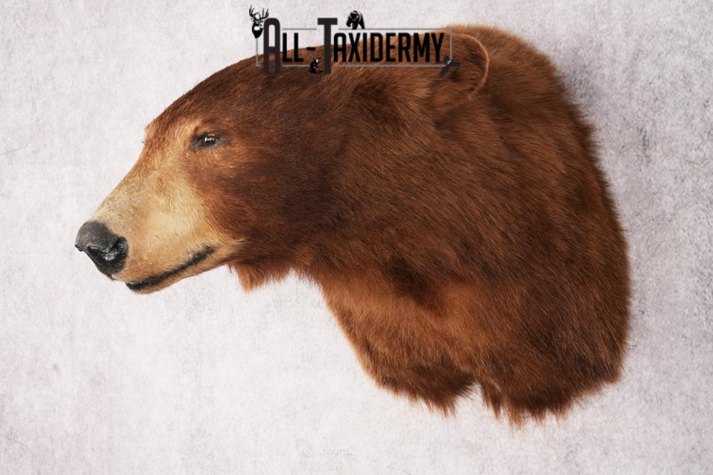 Cinnamon Black Bear SKU 3201 - Image 8