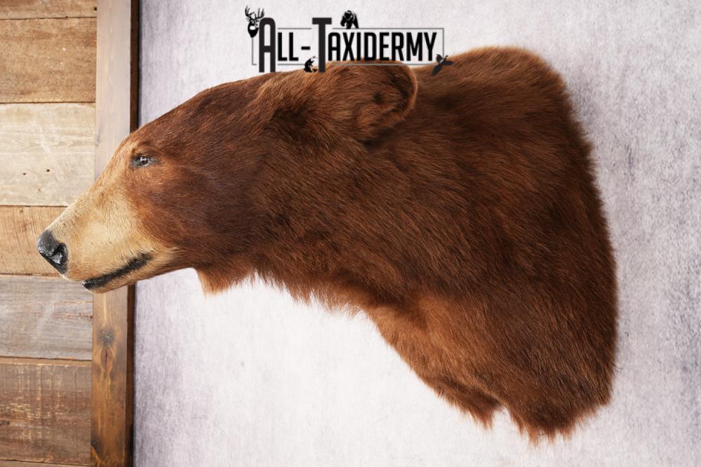 Cinnamon Black Bear SKU 3201 - Image 7