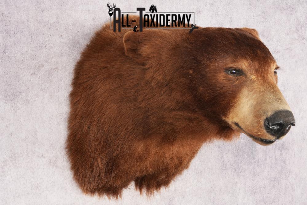 Cinnamon Black Bear SKU 3201 - Image 6