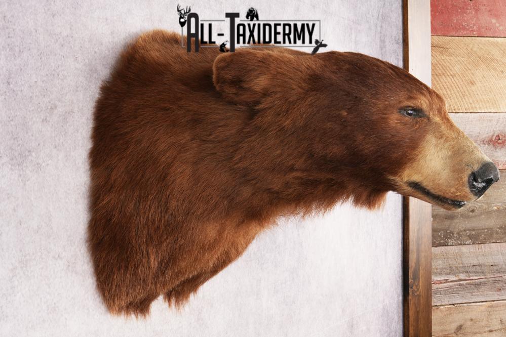 Cinnamon Black Bear SKU 3201 - Image 5