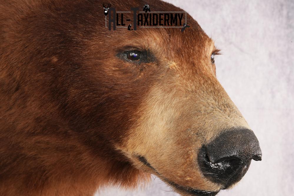 Cinnamon Black Bear SKU 3201 - Image 4