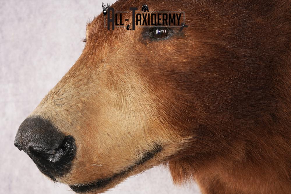 Cinnamon Black Bear SKU 3201 - Image 3