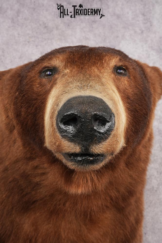 Cinnamon Black Bear SKU 3201 - Image 2