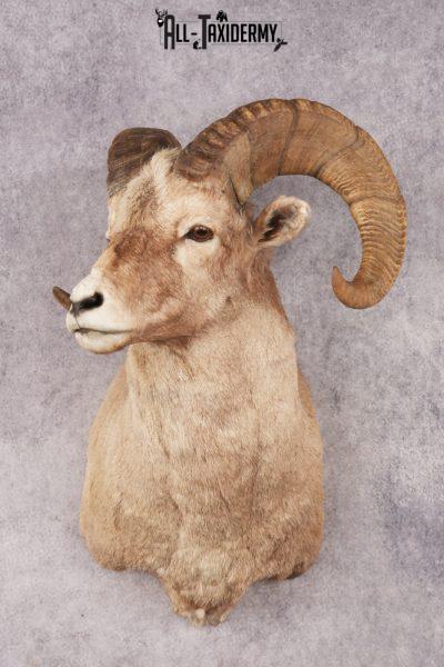 Bighorn Sheep SKU 3211