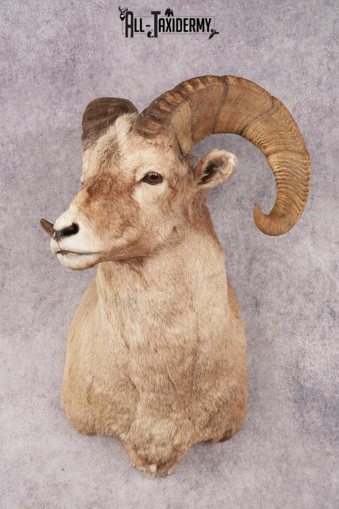 Bighorn Sheep SKU 3211