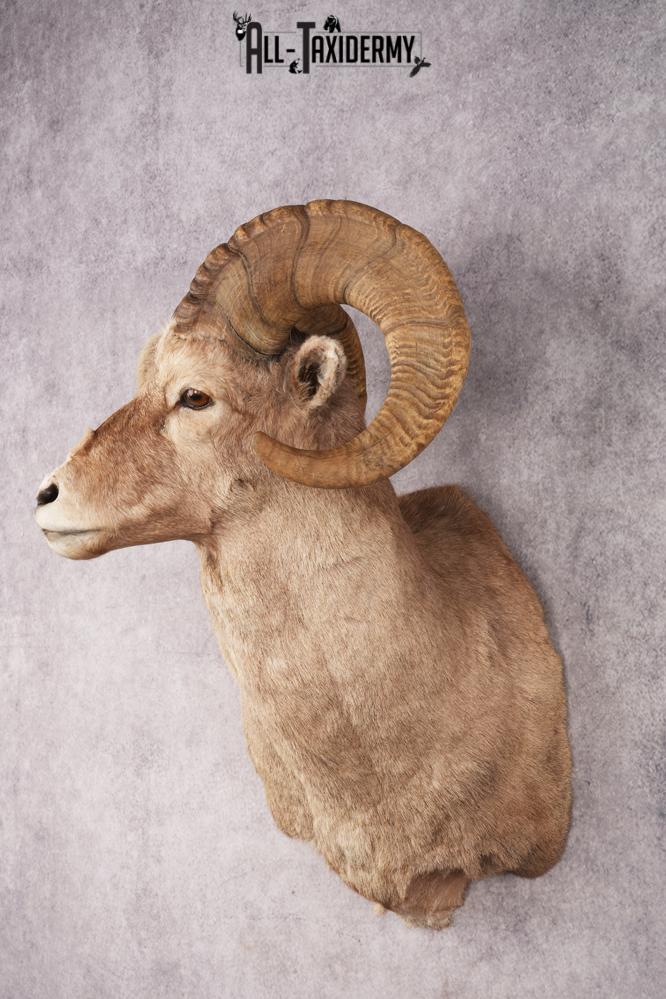 Bighorn Sheep SKU 3211 - Image 5
