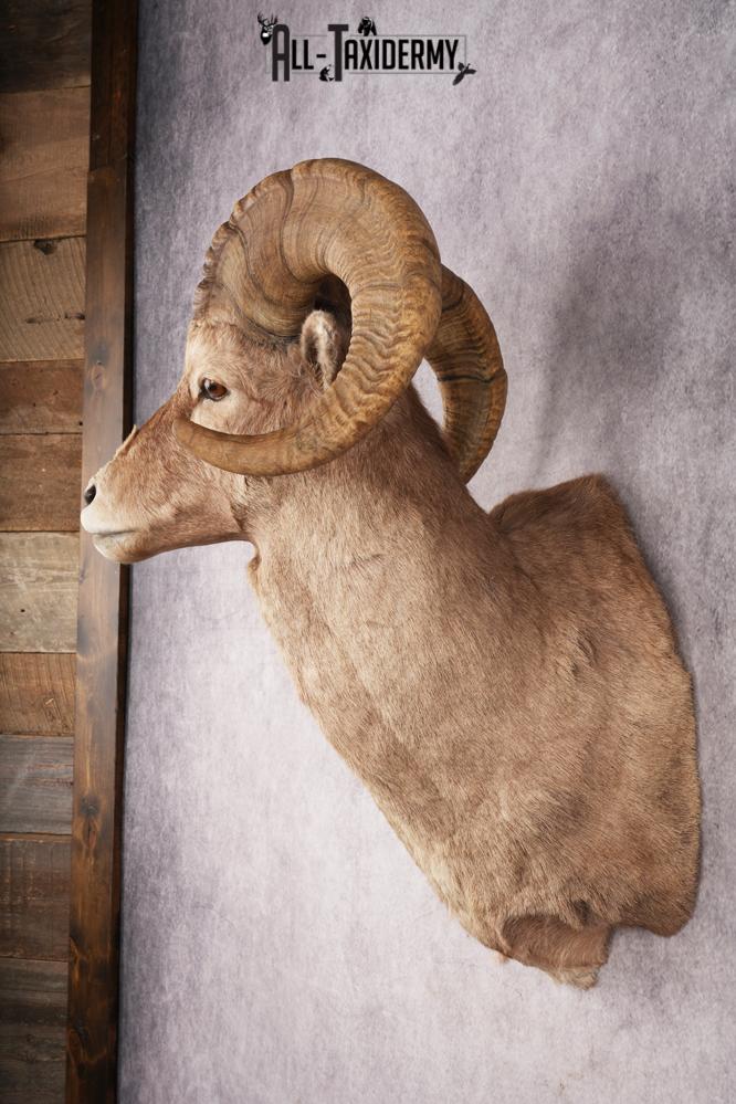 Bighorn Sheep SKU 3211 - Image 4