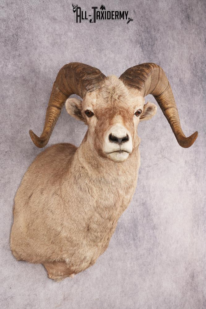 Bighorn Sheep SKU 3211 - Image 3