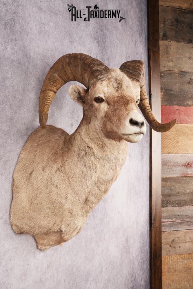 Bighorn Sheep SKU 3211 - Image 2