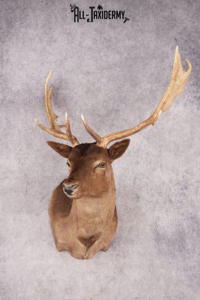 Fallow Deer SKU 3200