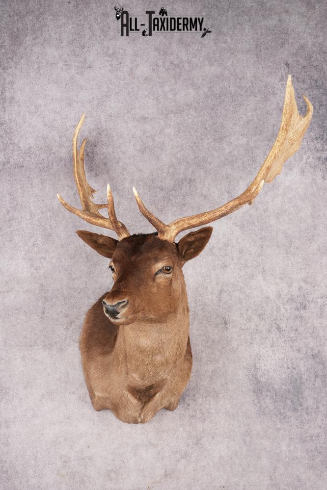 Fallow Deer SKU 3200