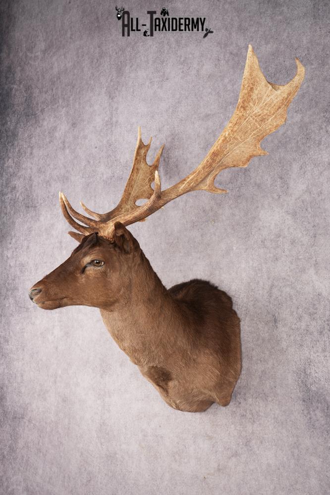 Fallow Deer SKU 3200 - Image 8