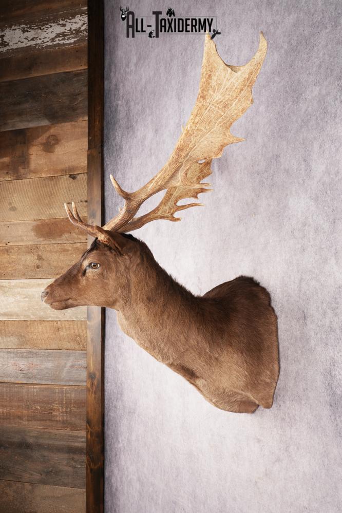 Fallow Deer SKU 3200 - Image 7