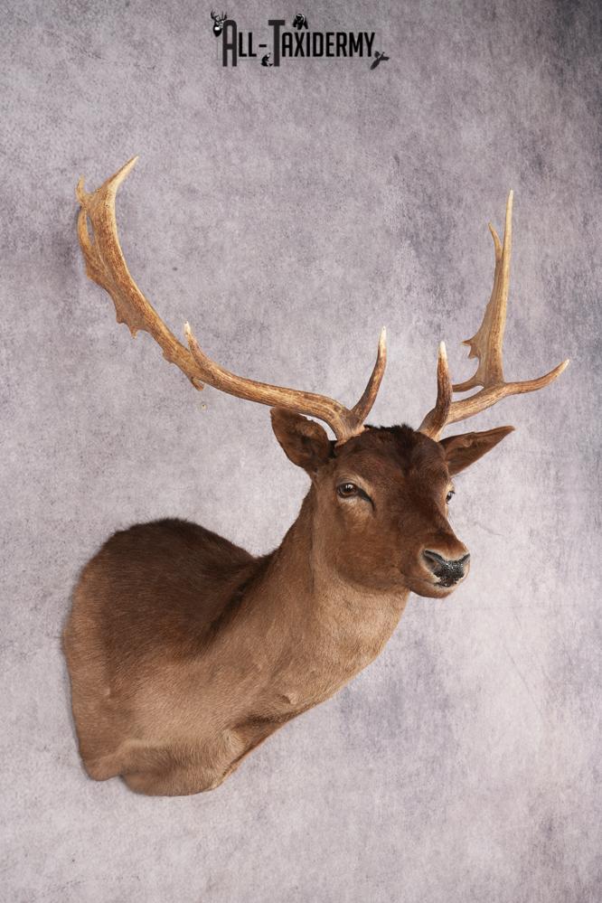 Fallow Deer SKU 3200 - Image 6