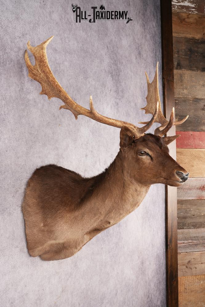 Fallow Deer SKU 3200 - Image 5