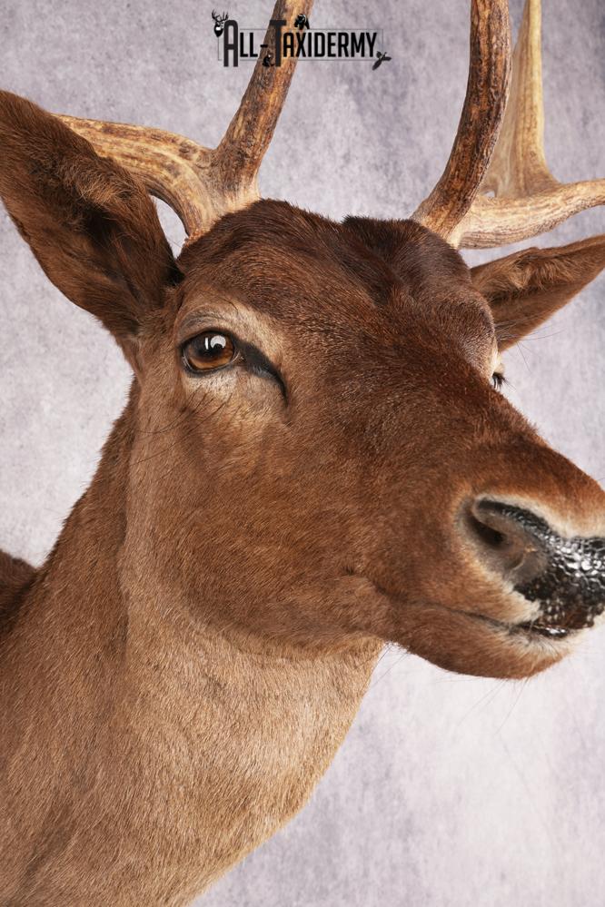 Fallow Deer SKU 3200 - Image 4