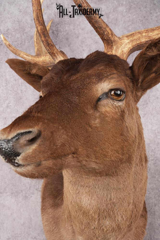 Fallow Deer SKU 3200 - Image 3