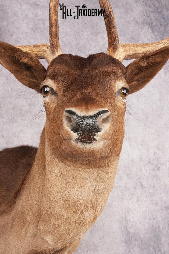 Fallow Deer SKU 3200 - Image 2