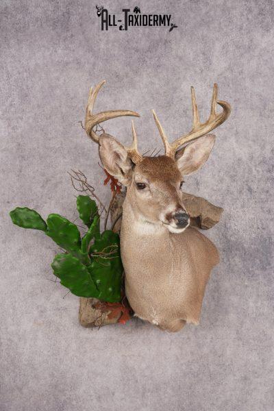 Coues Deer SKU 3224
