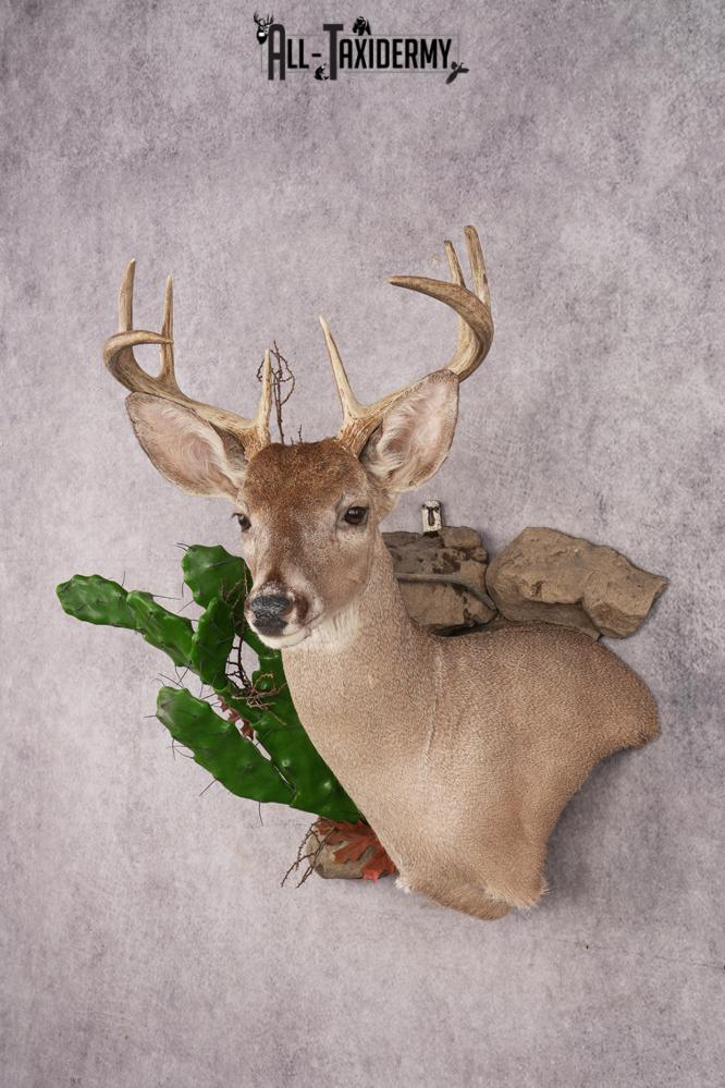 Coues Deer SKU 3224 - Image 10