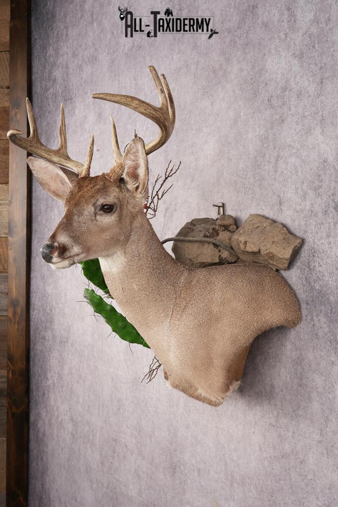 Coues Deer SKU 3224 - Image 9