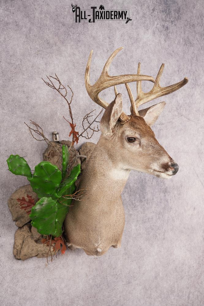 Coues Deer SKU 3224 - Image 8