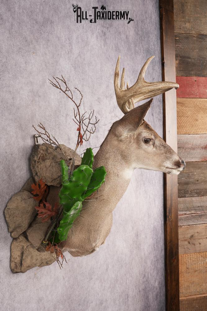 Coues Deer SKU 3224 - Image 7