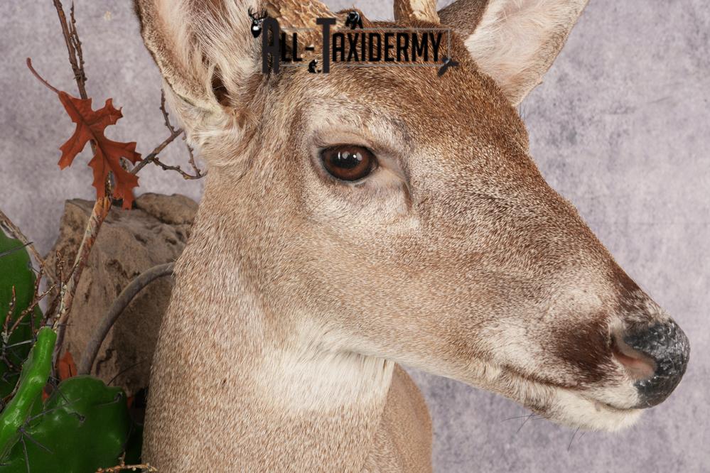 Coues Deer SKU 3224 - Image 6