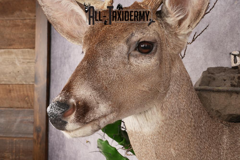 Coues Deer SKU 3224 - Image 5