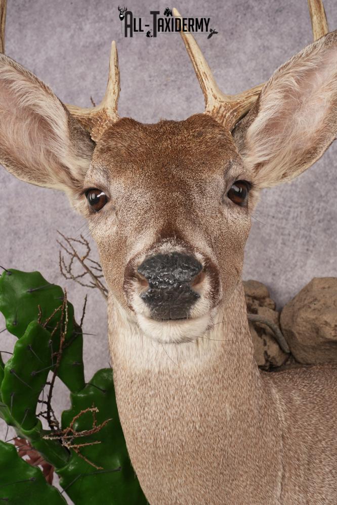Coues Deer SKU 3224 - Image 4
