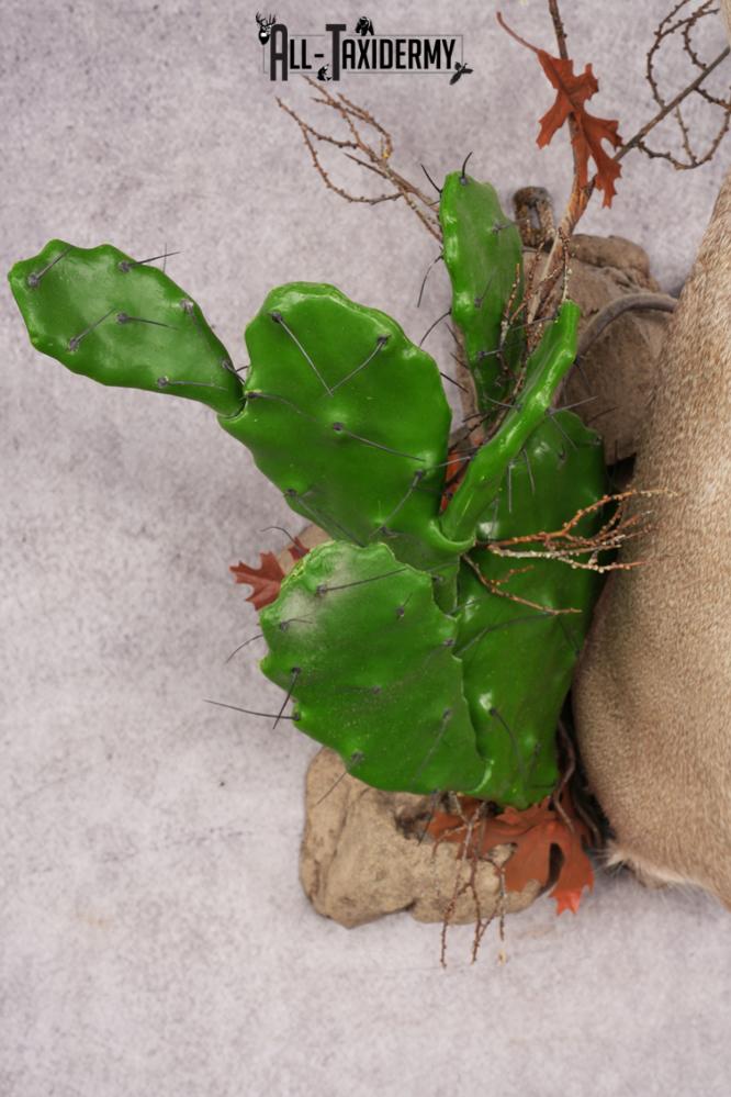 Coues Deer SKU 3224 - Image 3